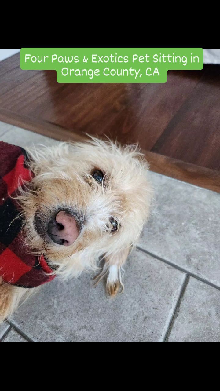 Meet Bo and Poppy! Their family went on vacation for a week and asked us to check on them in the mornings and evenings and booked out Two Visits A Day service.
During our visits, we refilled their food and water bowls, took them on walks to a nearby park, and played with them.
Check out our website for more details on our in-home pet sitting and private dog walking services by visiting www.fourpawsandexotics.com. Contact us at (949) 510-3877 or info@fourpawsandexotics.com. #petsitting #dogwalking#orangecounty