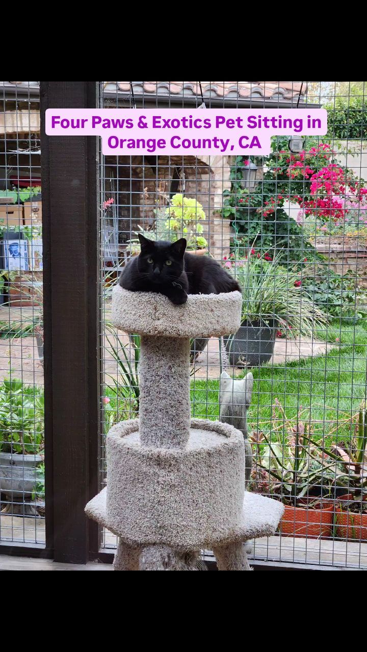 Meet Puma and Lynx again! Their owners were so impressed with our services that they asked us to watch their cats again while they went on vacation for a week and booked our Overnight Visits.
During the overnight visits, we provided each cat one-on-one attention and playtime! We also refilled food and water bowls and cleaned their litter boxes.
Check out our website for more details on our in-home pet sitting and private dog walking services by visiting www.fourpawsandexotics.com. Contact us at (949) 510-3877 or info@fourpawsandexotics.com. #catsitting #petsitting #dogwalking #orangecounty #petsitter