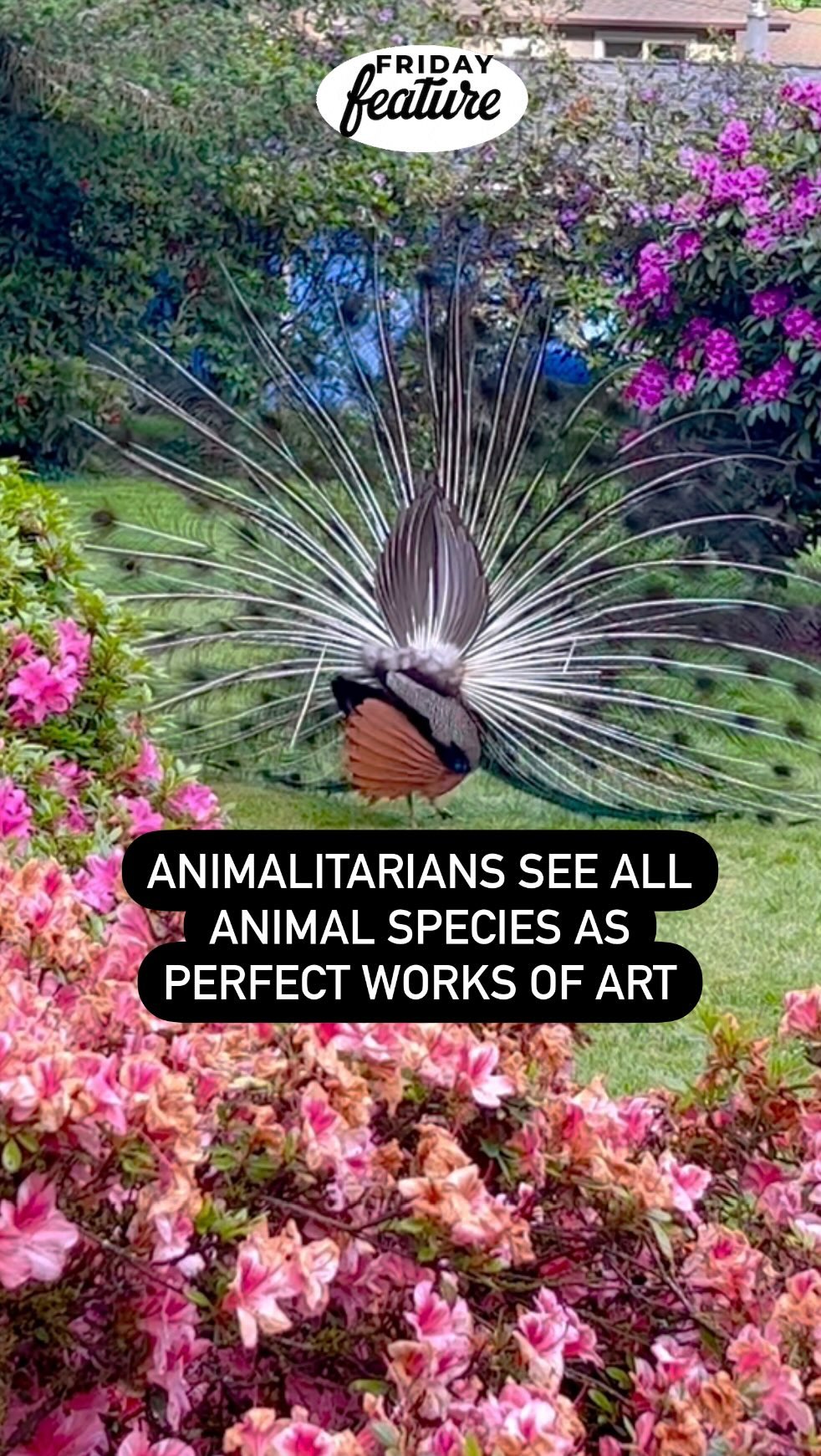 Show Off
Animalitarians see all animal species as perfect works of art. Only Mother Nature could create a magnificent creature like the🦚. Animals in animalitarian reels are never exploited, in danger, disrespected, enticed, or hurt. They are simply doing their thing in nature. Enjoy!
#animalitarian