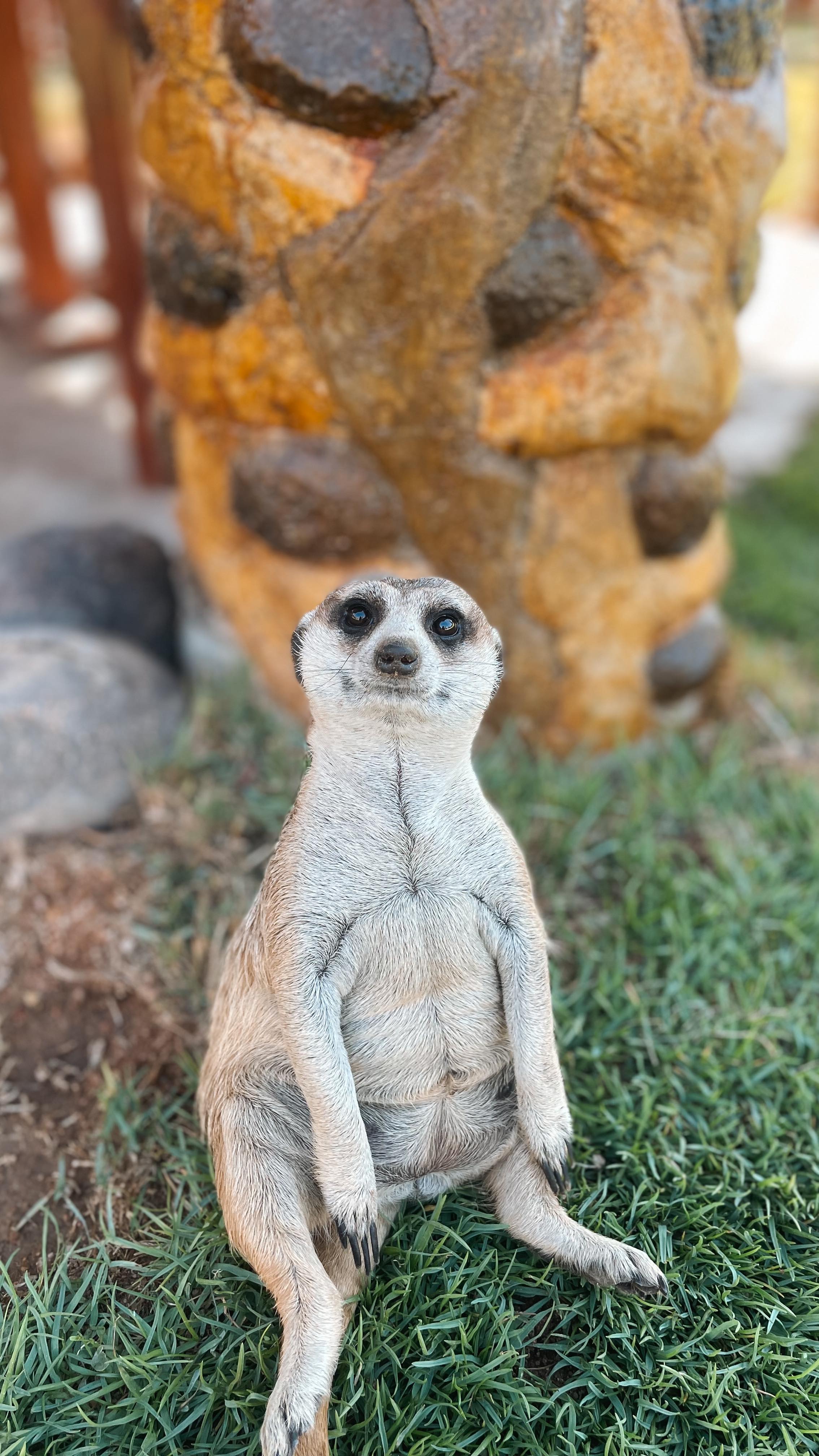 Tag 2 unseres Trips Richtung Norden 🇳🇦🤍
Der Brandberg ist der höchste Bergbon Namibia und die Umgebung ist unglaublich schön!
Mit etwas Glück kann man Wüstenelefanten 🐘 im Flussbett des Ugabs beobachten. Wir hatten dieses Mal leider kein Glück 🥲
Day 2 of our trip to the north 🇳🇦🤍
The Brandberg is the highest mountain in Namibia and the surrounding are super beautiful!
With a little bit of luck you will find the desert elephants 🐘 in the riverbed of the Ugab river. We weren’t lucky 🥲