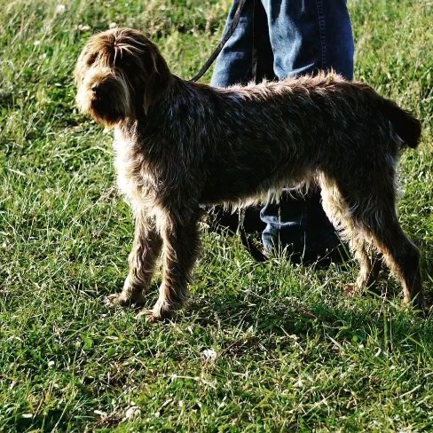 #Wirehairedpointinggriffon