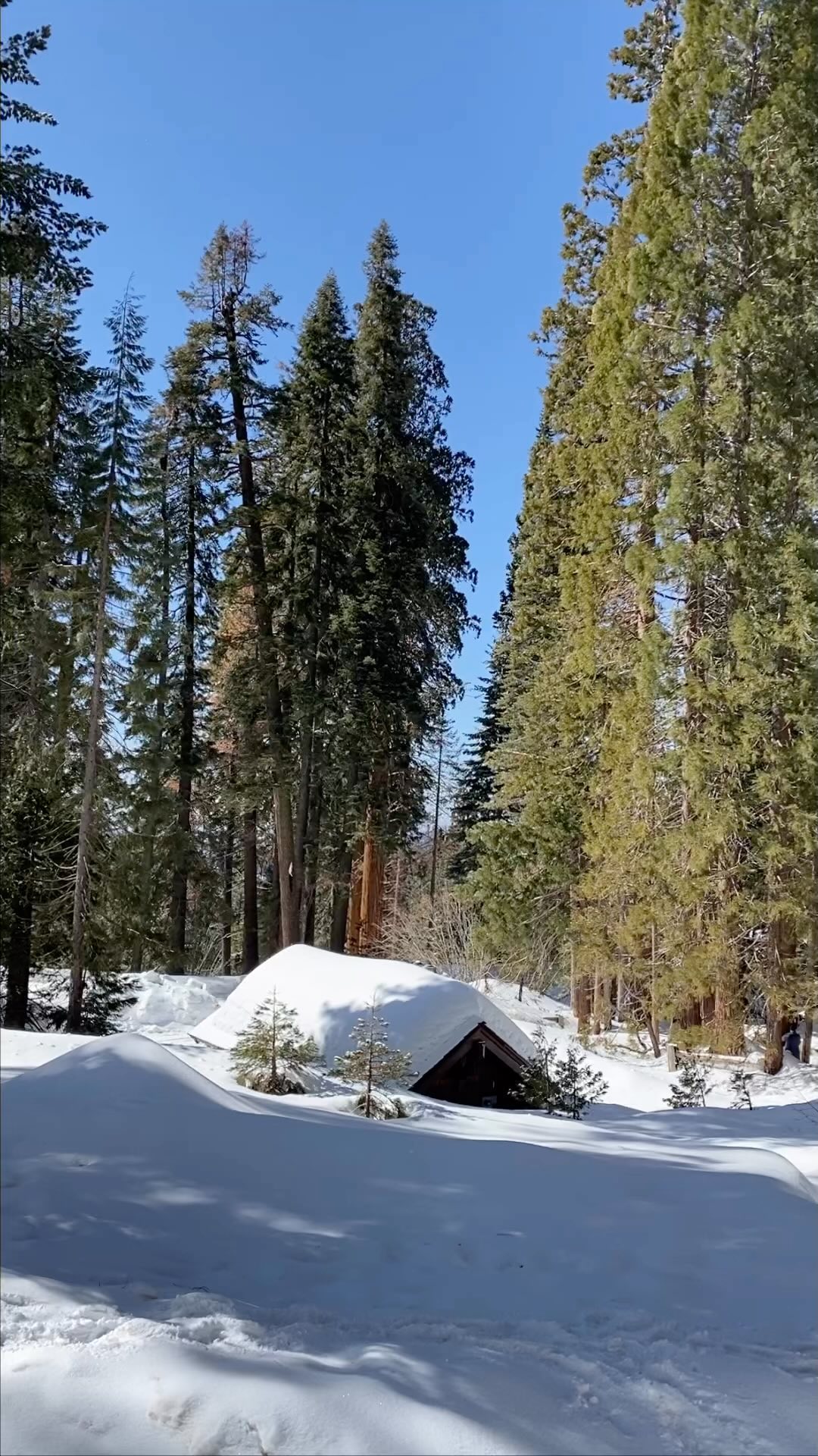 @sequoiakingsnps officially reopened the Giant Forest this past Saturday! Come see the giants in their fluffy winter coats and enjoy being one of the first footprints along these trails.
#buckeyetreelodge #sequoianationalpark #sequoia#kingscanyonnationalpark #threeriversca #hike #findyourpark #optoutside #onepercentfortheplanet #ecolodge #ecotourism #mountainlodge #sustainabletravel #yogaretreat #yogastudio #wellness #visitseki #nationalparks #snow #snowdays