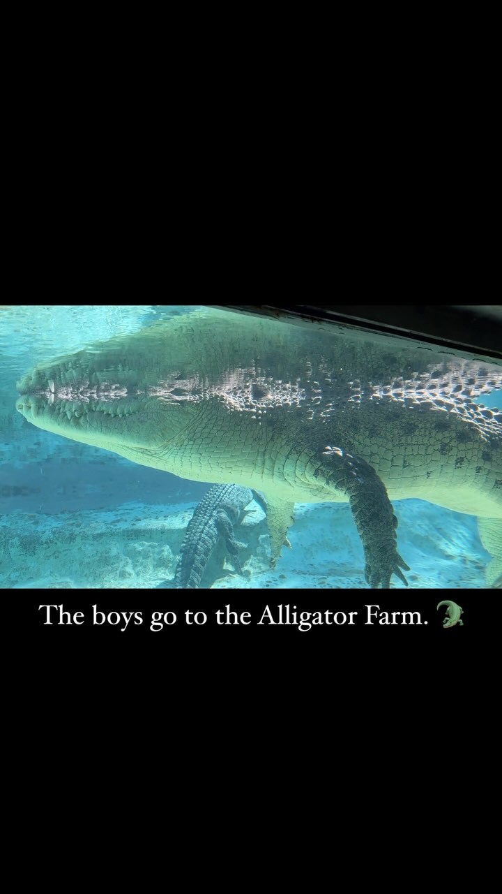 This place was so awesome! I wish I would have came here sooner. #alligatorfarm #adventure #staugustine #wildflorida