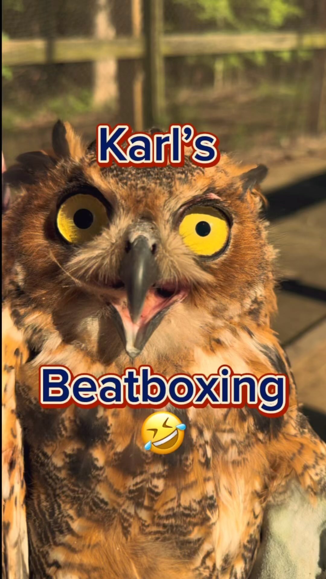 🤣Rehab Moments 🦅 #nature #wildlife #animals #birds #funny #comedy #talkinganimals #happy #eagles #outdoors #life #summer #opera #beatbox #owl #eagle #eagles #vulture #redtailedhawk #animalvoice #wildfernmedia #carl #karl #hilarious #laugh