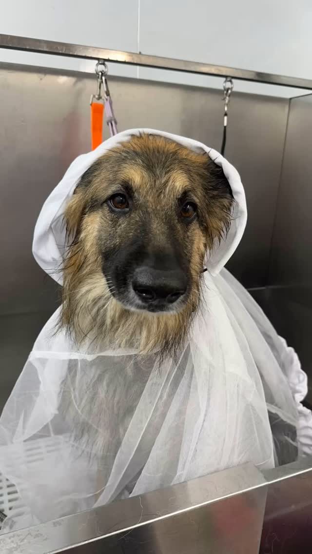 I hope everyone stayed safe during the thunderstorm! They can be very scary for our fluffy friends. ๐๐ถ๐พ
#818valley #sanfernandovalleydogs #lovedogs #doggrooming #fluffypawsgrooming #sanfernandovalley #cutedogs #grooming #womeninbusiness #818 #mobiledoggrooming dog