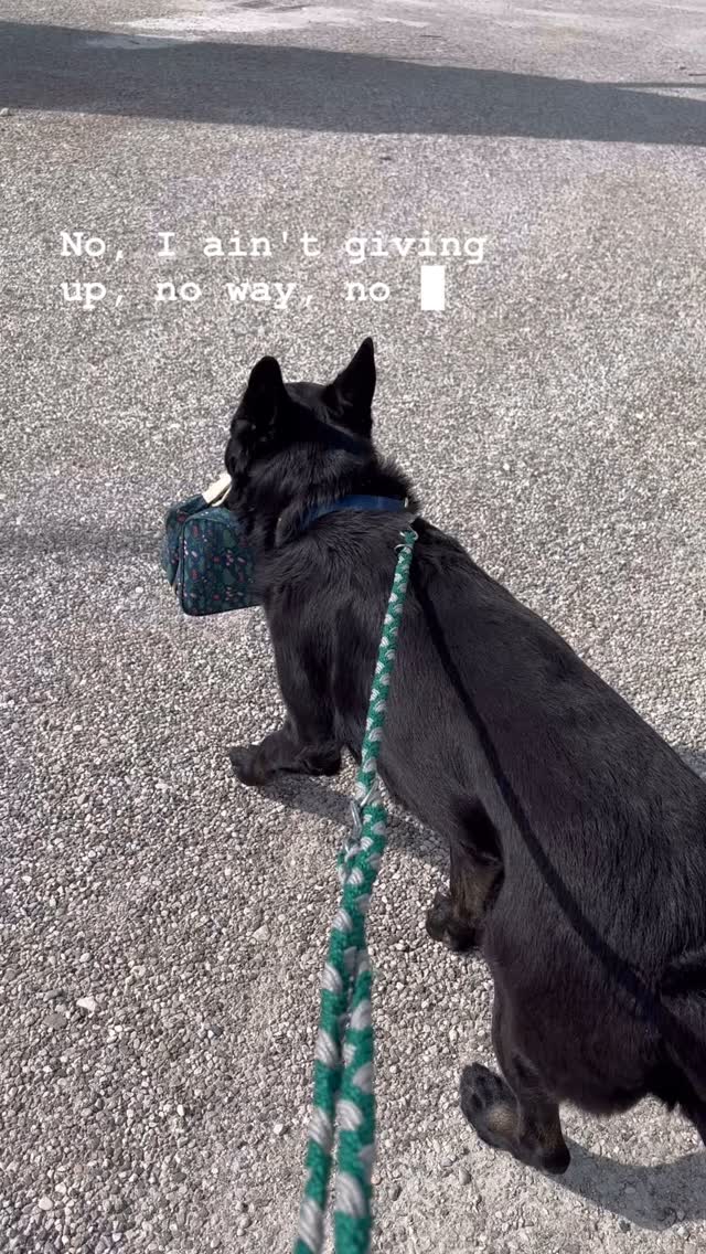 #Schutzhund im Urlaub #Dogs Academy Augsburg #glücklicher Hund