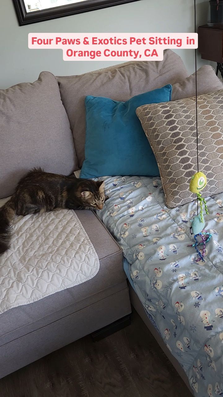 Meet Mainer! His owners went on vacation for a week and booked our 30-Minute Visits. During our visits, we would refill food and water bowls, clean litter boxes, and leave out some treats.
Mainer was fun to watch and play with!
Check out our website for more details on our in-home pet sitting and private dog walking services by visiting www.fourpawsandexotics.com. Contact us at (949) 510-3877 or info@fourpawsandexotics.com. #petsitting #catsitting #orangecounty