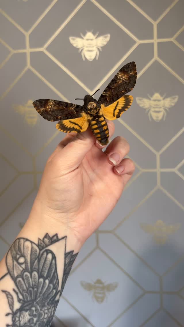 💀 Marked by Death, Preserved in Beauty.
The Death’s-head hawk moth — nature’s gothic emblem — cloaked in midnight, crowned with its infamous skull.
Omen, myth, masterpiece.
These winged phantoms are now sealed in time, a tribute to the strange and symbolic.
At DeadSet Co., we curate the macabre and the magnificent — for collectors who crave the curious.
#DeadSetCo #DeathsHeadHawkMoth #CuriosityCabinet #MothTaxidermy #MacabreArt #OdditiesAndCuriosities #PreservedWonders #EntomologyArt #MementoMori #CabinetOfCuriosities #NatureIsMetal #InsectPreservation #SilenceOfTheLambs #horrortaxidermy