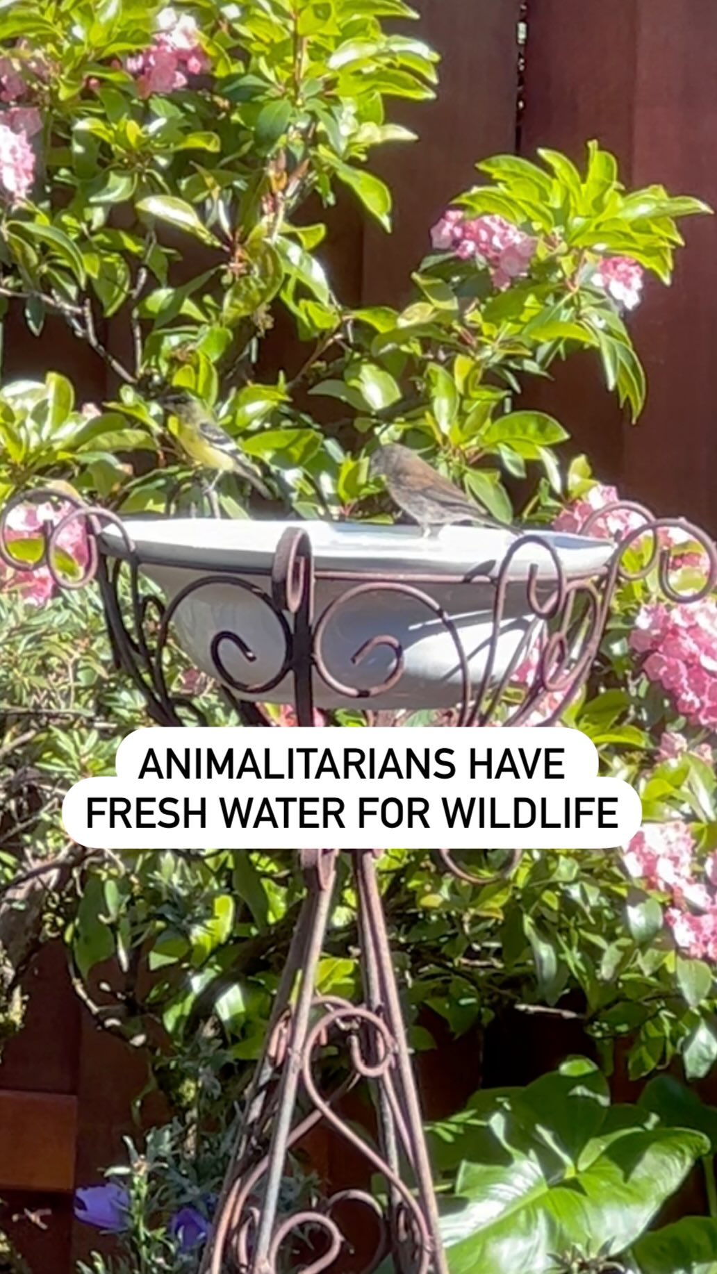 Like humans - animals can go long periods of time without food but not water. With the global warming crisis, habitat loss due to fragmentation, urbanization, and expanding agricultural production, wildlife needs our help more than ever. Please leave fresh water out for wildlife, they will greatly appreciate it and you will be helping to keep them healthy - which benefits all of us. #animallovers #bekindtoanimals #helpmothernature #wildlife #loveanimals❤️ #animalphotography #wildlifereels #animalsofinstagram #naturephotography #feedthebirds #wildlifephotography #helpwildlife #naturelovers #respectnature #respectanimals #backyardwildlife #bekindtoanimals #bekindtonature #waterforwildlife #savetheanimals #letnaturebe #naturelovers #naturelover #wildlifevideo