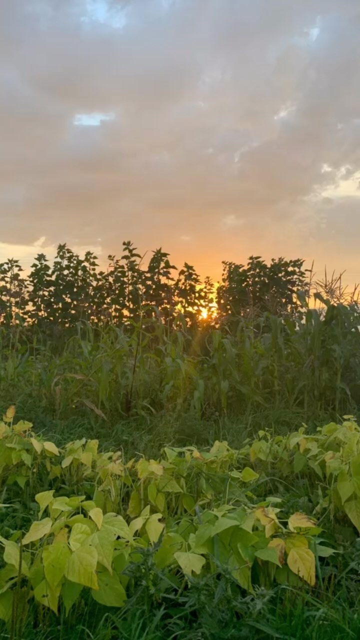 #Mandaamin (#corn) hype song! I should have done a longer song. These #plants are awesome and the diversity of colors is amazing.
#seedkeeping #farm #smallfarm #indigenousseeds #greatlakesgrown #zone4 #seedfarm #seeds