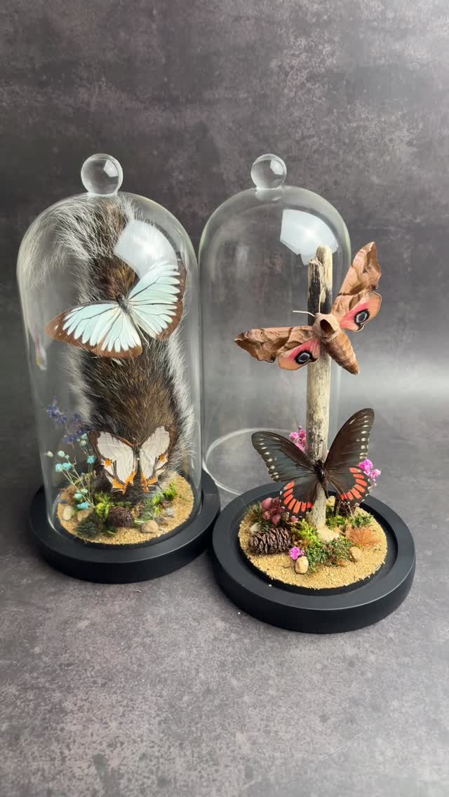 Couple more domes listed on the website, including one with a preserved squirrel tail.
You can find all our available nature domes here: https://www.deadsetco.uk/nature-domes
#OdditiesAndCuriosities #naturalhistoryart #taxidermyforsale #WeirdIsBeautiful #NatureArt #TaxidermyArt #entomologyforsale #InsectDisplay #InsectTaxidermy #EntomologyArt #InsectPreservation #NatureIsMetal