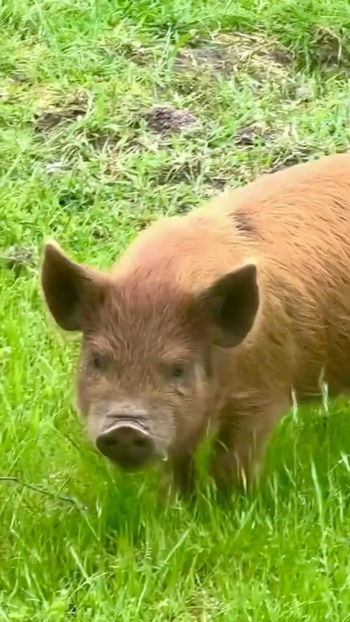 FREEDOM Do you know - a typical slaughterhouse kills more than 1,000 baby pigs every hour? Like cows, many are still alive after their throats are slit, hung up, and left to bleed out. Even still - then thrown into boiling water to remove their hair. Plant-based for animals, yourself, and the planet. #animalitarian