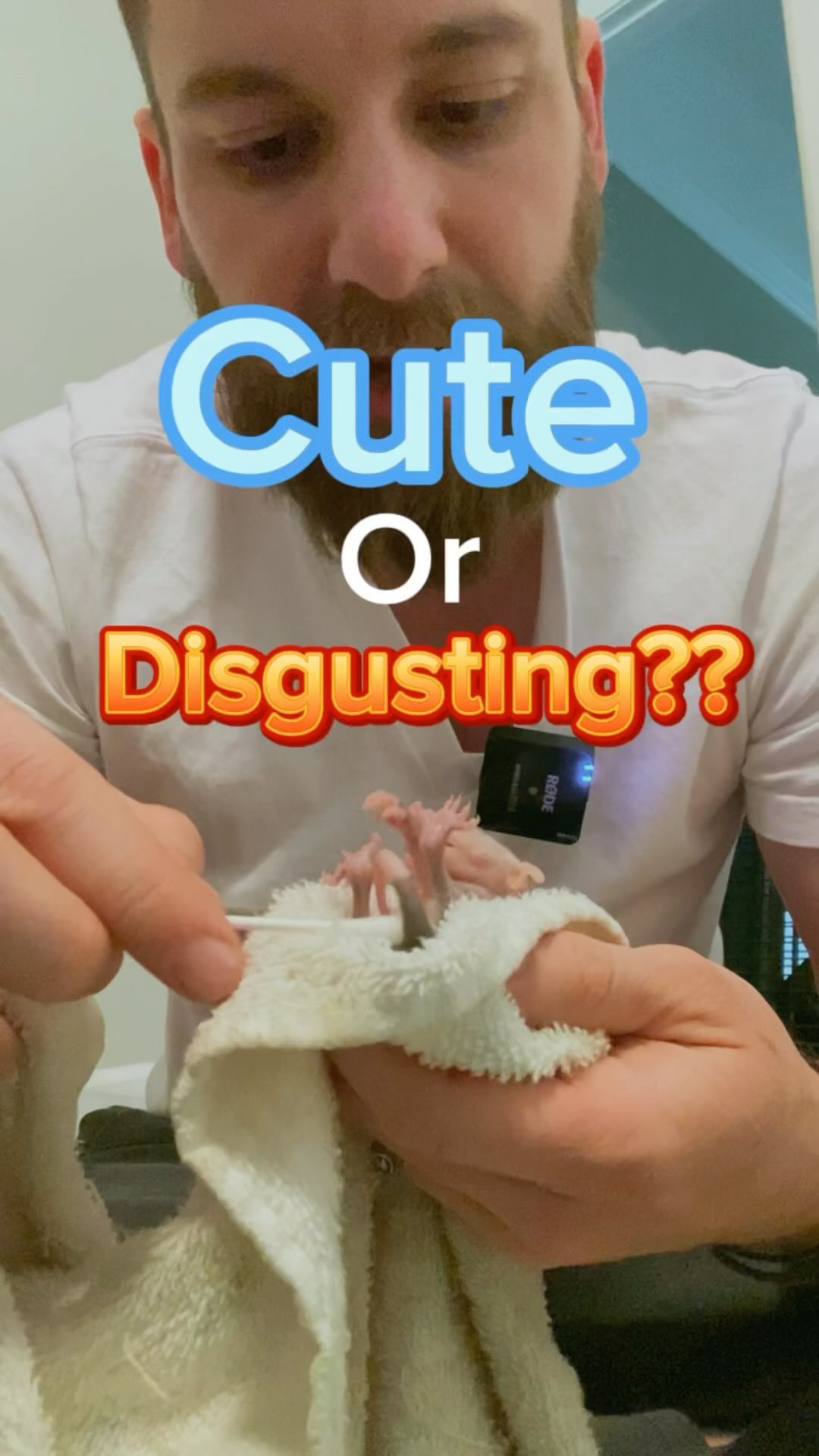 Let’s vote!! Are all babies cute even if the adult version is “gross”?🤔 #baby #babyanimals #cuteanimals #positive #positivethinking #animal #animals #nature #wildlife #science #biology #homeschool #homeschooling #animalrescue #tennessee #tennesseelife #possum #opossum #nuisancewildlife #marsupial #milk #cuddles #cute #love #compassion #tennessee_diaries_ #tennessee_community