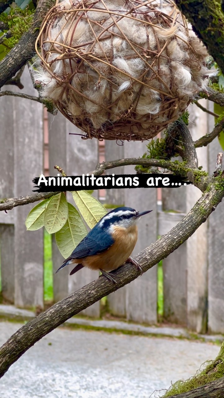 Yes, most birds are natural architects - however, a little help from their Animalitarian friends may prove helpful. Animal and plant fibers make ideal nesting material for backyard birds. Natural fibers also repel water. You may think dryer lint is on the ok list - but please refrain from offering this to your bird friends. Besides having possible chemicals from detergent and softeners, lint is not water-repellent. Having a dry, cozy nest is imperative for the survival of the bare fledglings. The nesting ball shown in this video is 100% natural soft cotton, safe for the environment, safe for our bird friends, and will last the nest-building season. If you want to help further - you can collect dried grass (not treated with pesticides), dry twigs, feathers, dried leaves, moss, and plant fluff. #chickadee #birdfun #nesting #helpthebirds #nestingbirds #busybirds #feedthebirds #birdsofinstagram #birdstagram #naturephotography #birdphotography #birdloversdaily #birdloversofinstagram #birdloversclub #birdplanet