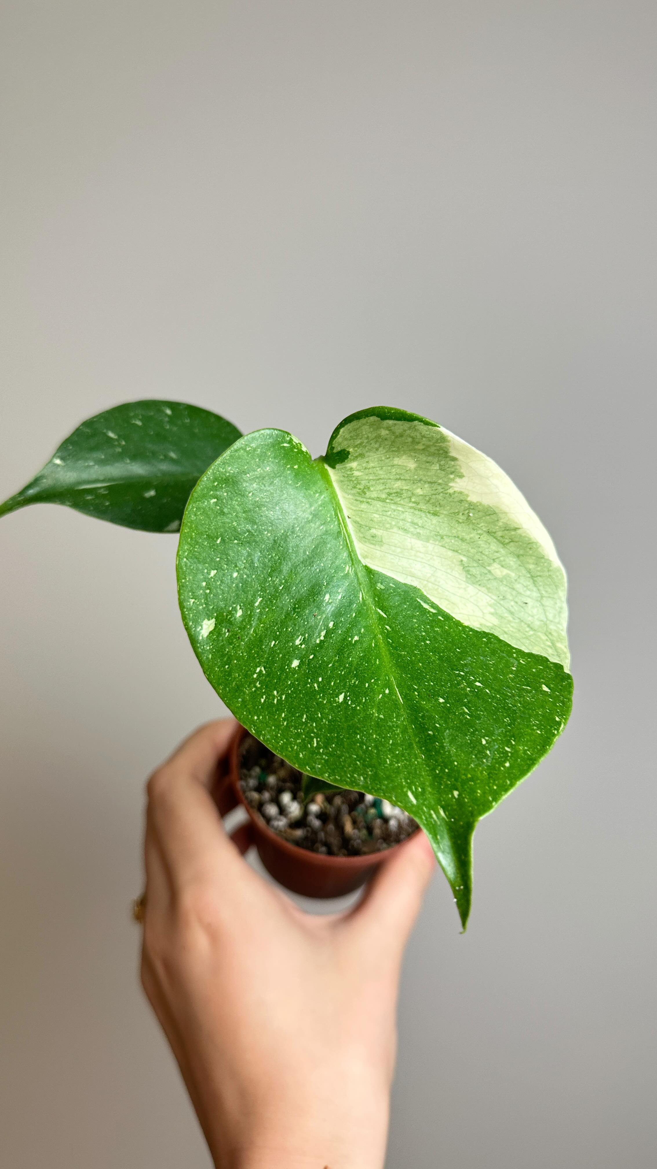 Get your own Thai Constellation for under $40 with my special discount code: BEEHIVE95PLANTS from @bwhplantco! 😍 if you want a direct link, visit my bio! *I’m no longer using the link automation so commenting ‘links’ will no longer work! 🩵
@bwhplantco is releasing these gorgeous Thai’s tomorrow (Friday June 23)! I am so so excited that someone is finally offering these at an amazing price - and such a perfect size. I know if it’s anything like my other plants from BWH, it’ll grow like a weed and be huge in no time 😅
They’re only $45 - and if you use my coupon BEEHIVE95PLANTS for 15% off, that’s under $40 😎 if you grab a couple other goodies they offer free shipping over $99 🥳
A note from BWH about the release: “While we don’t have a set release time for Friday, we have sufficient stock available and will replenish it on a weekly basis. You can now count on BWH Plant Co for affordable ready to ship Thai Cons year round!” Download and sign up on their app to get notified ☺️
#affiliate #gifted #thaiconstellation #variegatedmonstera #monsterathaiconstellation #monsterathaiconstellationvariegata #monsterathai
