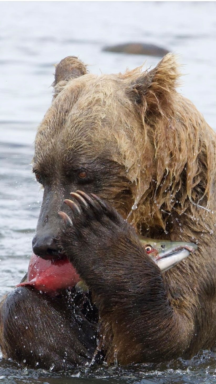 Dinner is served
#alaska #reels #lakeclarkresort #bears #katmai