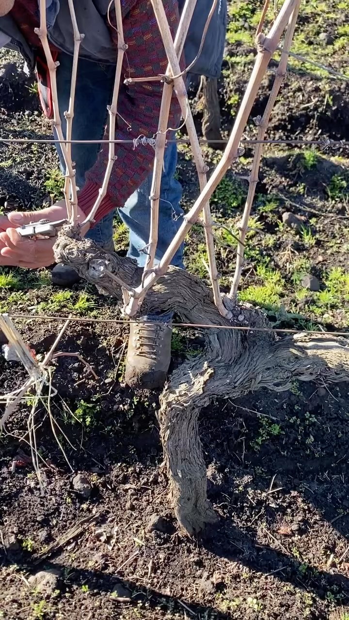 Pruning 2023 #alberello#oldvines