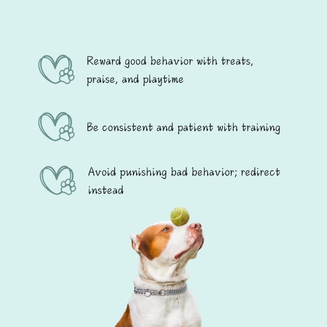 Training Tip Tuesday! 🐶 Did you know that positive reinforcement is key to effective training? Here’s how you can start. #TrainingTips #PuddletownHound