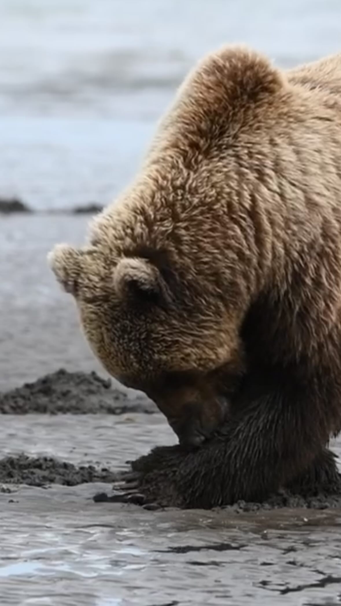 digging for clams on the coast, June 2023.
Ready for your adventures in Alaska, come and explore with us at Lake Clark Resort!
#alaska #reels #bears #lakeclark