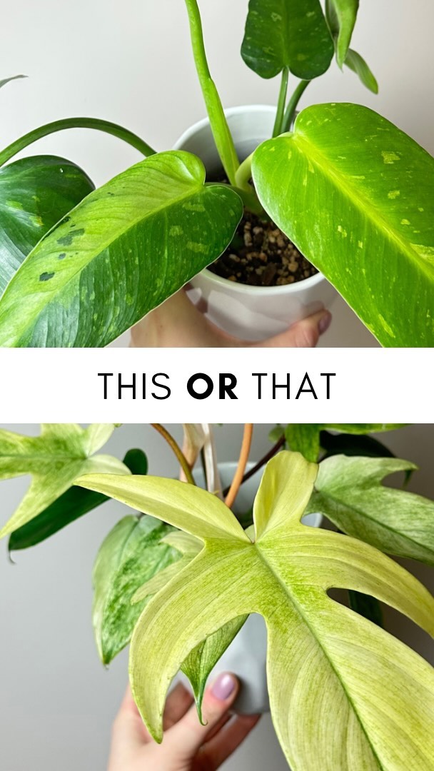 Philodendron Jose Buono or Philodendron Florida Ghost? 🤔
I love them both so much, but I think I have to go ghost! There’s just something about that minty white 👻
#philodendron #philodendronfloridaghost #philodendronjosebuono