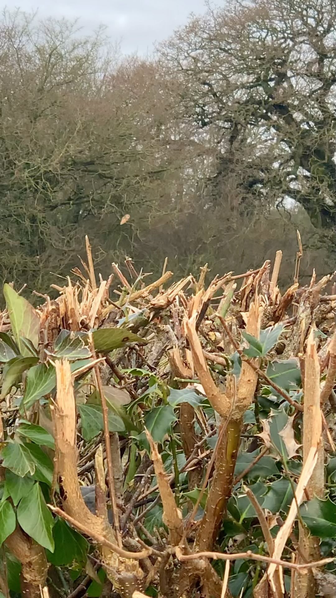 Do you have an animal that rocks up, when you’re navigating something?…
The owl is prevalent for me, anything worked related and it flies towards me. My nanna was the business woman in my family, the owl has been showing up these last few weeks, I take it as, a reminder for me to keep going, even when my mind is unsure.
✨A great way to identify if you have a spirit animal is:
An animal crossing your path, that you notice them more than usual.
An animal coming towards to you rather than moving away.
Particularly when you have lots going on, a stressful event or maybe immediately after someone you love passes.
Seeing the same animal in the same place.
Seeing an animal on certain days/events, birthdays, weddings, anniversaries or anything else that is special to you.
✨For those that are interested you can look up the meaning of the animal that shows up for you. Simply search ‘spiritual meaning of seeing…(what animal you see). See if it resonates if it does not simply let it float on by.
It is for you to discern, it’s meaning, know that if nothing else take comfort that someone has got your back!
Lots of people who follow me on here know what theres is, to support others if you would pop in the comments below, what your animal is and may if you wish why you think you see it (when struggling, at crossroads, comfort, decision to make, clarity on something). 👇🦉
For you and me
Fi
✨🦉
.
.
.
#spiritanimal #seethesigns #unseen #natureknows #naturelessons