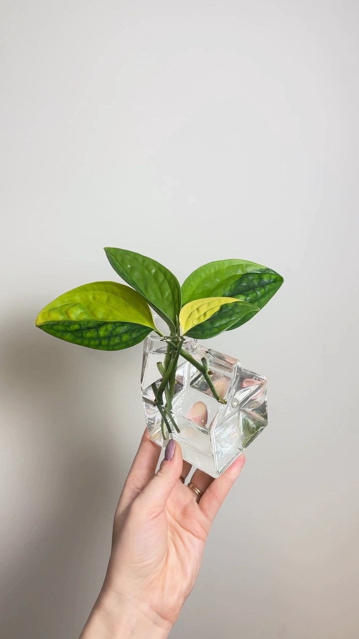 Ok - I found another super cool glass container (because I’m loving the ones that look like other objects) 😂
But for real, how cool is this glass milk carton???
🛍️ Links to products & special discount codes in bio! *I’m no longer using the link automation so commenting ‘links’ will no longer work! 🩵
#monsteraperuvariegata #monsteraperuvariegated #variegatedmonsteraperu #variegatedmonstera #plantpropagation #plantvase #glassmilkcarton #monsteraperu #rareplants #aroid