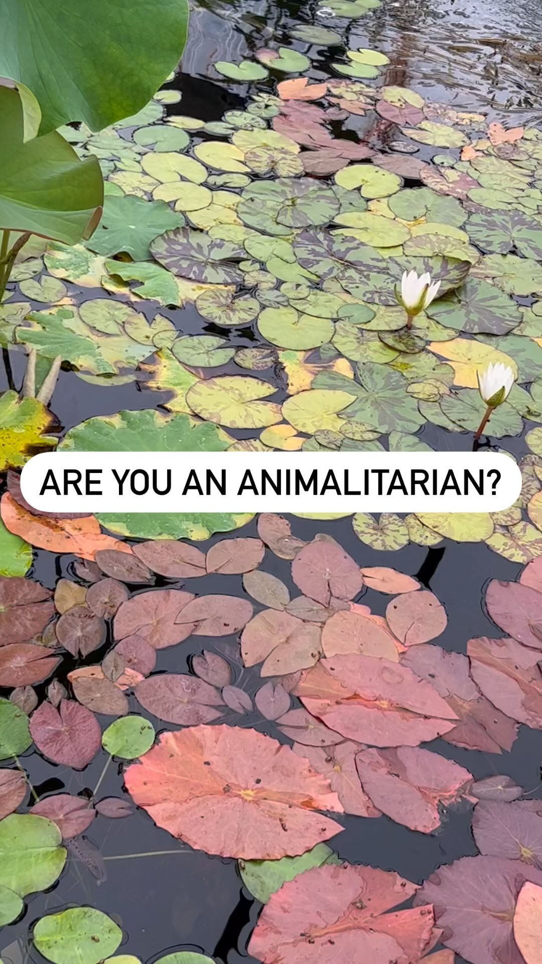 Are you an Animalitarian?
#animalitarian