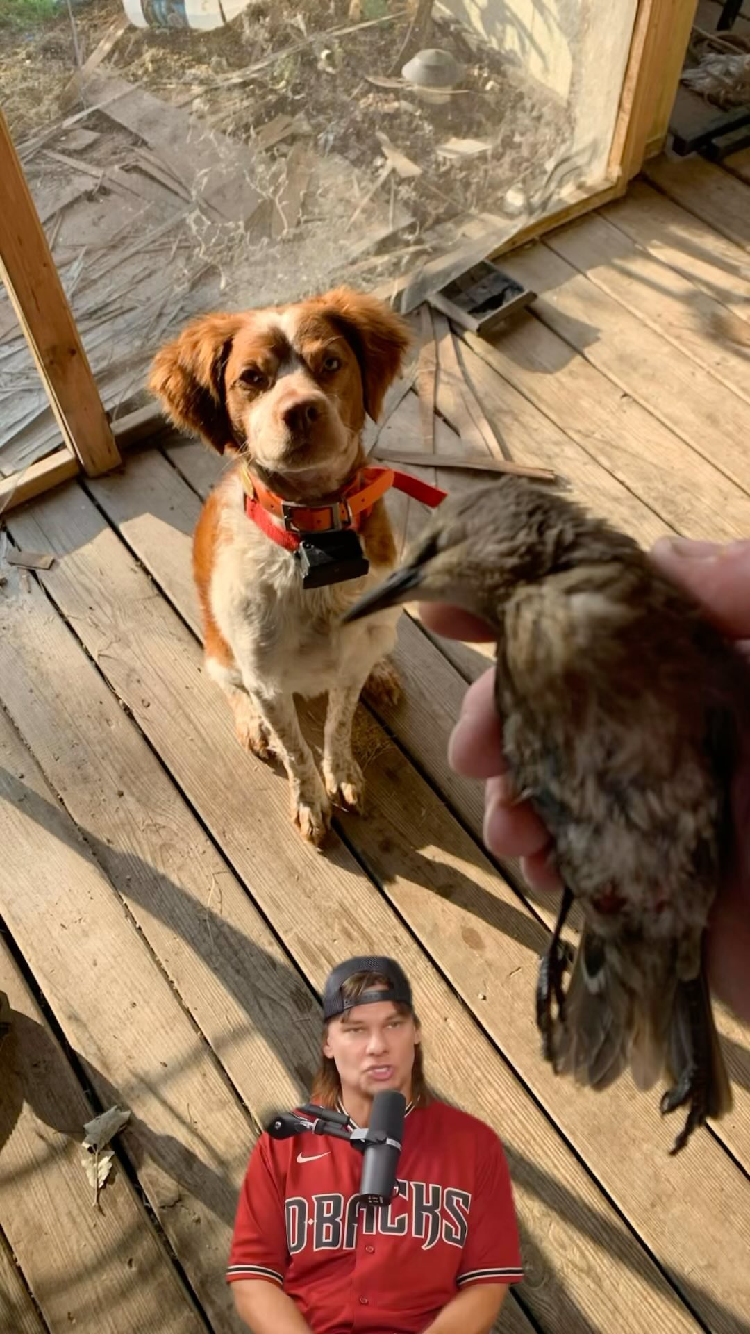 Me to Rebel: was this you?
#gundog #dogsofinstagram #upland #huntingdog #oops #fyp