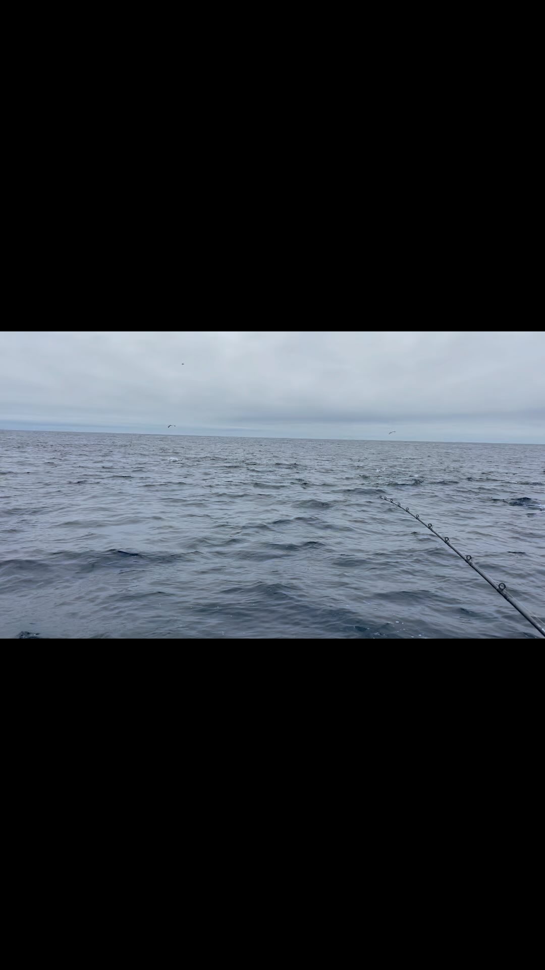 If you’ve been waiting to catch a trophy sized bluefin close to home, now is your chance. Don’t get left at the dock. Awolsd.com to book!•••
•
•
•
•
#offshorefishing #bluefintuna #sandiego #sandiegofishing #discoversandiego #anyfishanywater