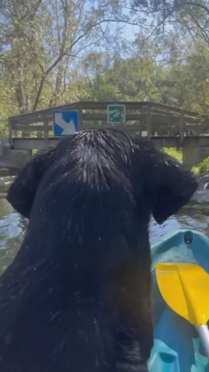 ✅ EMMÈNE TON CHIEN ✅
Chez @apikopa_canoe , nous adorons les bêtes, chiens, chats, canards, belettes…. qu’importe si vous souhaitez naviguer avec eux, ils seront toujours les bienvenus chez nous 🐶🐾
Cependant cela implique quelques règles :
✅ tout d’abord, assurez-vous que votre chien sache nager et qu’il n’ai pas peur de l’eau.
✅ vos petits protégés seront sous votre entière responsabilité et il faudra lui retirer la laisse. Ainsi, en cas de chute il pourra être libre de tous ses mouvements, de fait il devra écouter « au doigt et à l’œil ».
✅ ils ne devront pas aller embêter la faune sauvage comme les oies ou les canetons ni les autres pratiquants.
✅ les week-ends de juillet/aout, il ne pourront pas prendre le bus avec nous sauf si c’est un petit gabarit et qu’il tient dans un sac en bandoulière.
✅ prévoyez de quoi boire pour la descente
(😂 nonnnn on plaisante bien sûr, l’eau du Loing est tout à fait potable pour eux)
Si vous le pouvez, nous vous conseillons de prévoir un gilet de sauvetage adapté à leur morphologie.
#emmenetonchien #unepattetendue #reservedebiosphere #gardiensdelariviere