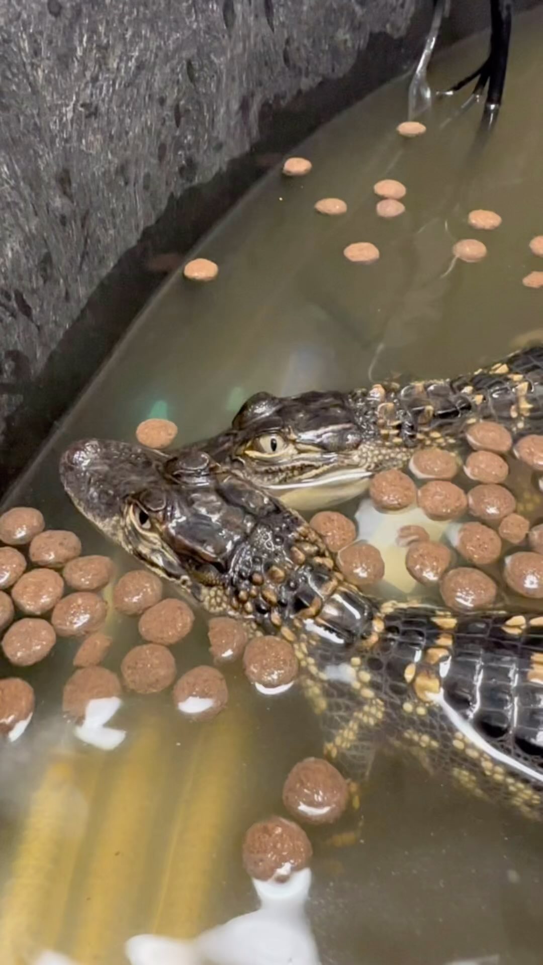 So small but so aggressive!! 😱 #alligator #animals #crocodile #nature #science #education #biology #wildlife #wildfernmedia #ecology #animalsoftiktok #educational #food #gators #babies #reptiles #reptile #yummy #mickeymouse #disneylife #dad #daughter
