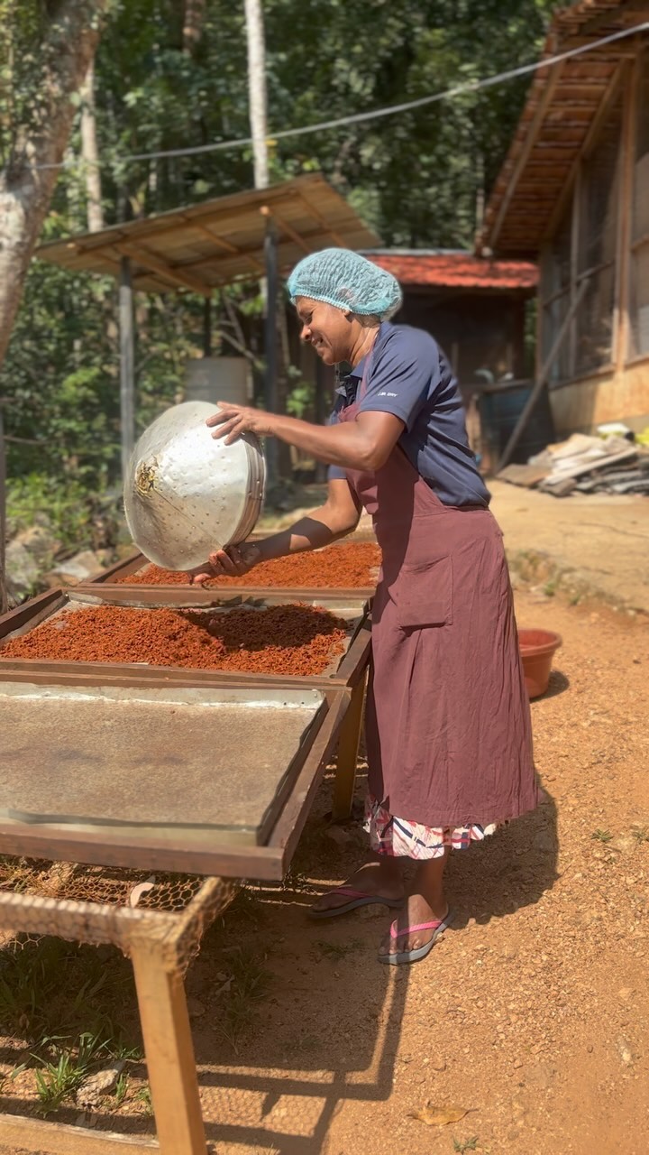 CINNAMON. It’s wild! The trees that our cinnamon comes from are allowed to grow naturally in Kandyan Forest Gardens within 5km of our place. It is sourced from local small holder farmers when the trees are between 10-100 years old which gives an incredibly woody and spicy flavour. Allowing these trees to grow also protects the biodiversity of the area and promotes soil conservation. We combine this wild cinnamon with younger, organic plantation cinnamon which produce a sweeter flavour to create a variety of unique blends!
#cinnamon #spices #baking #bakery #srilanka
