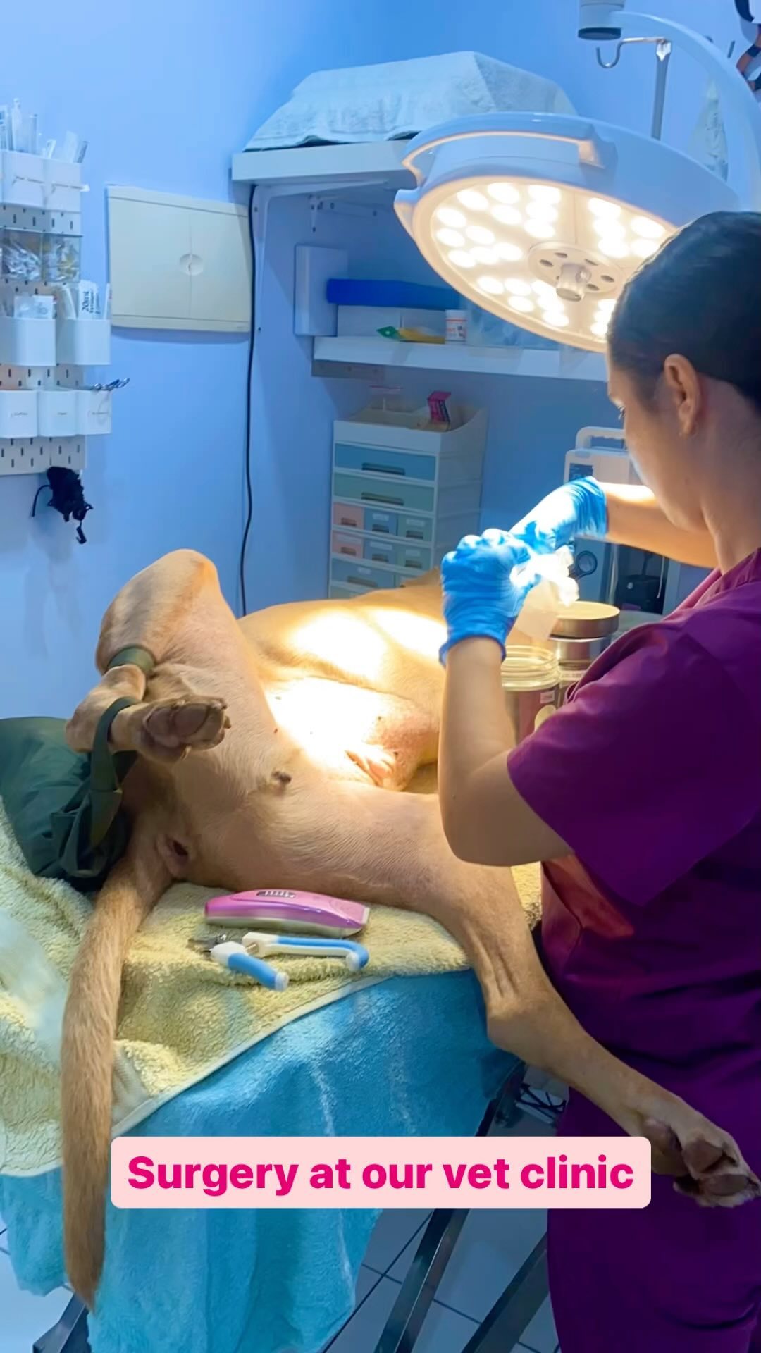 Dolph had his lump removal surgery done at our base clinic ๐ฅ today. His owners are very happy with the result. We wish Dolph a speedy recovery! ๐