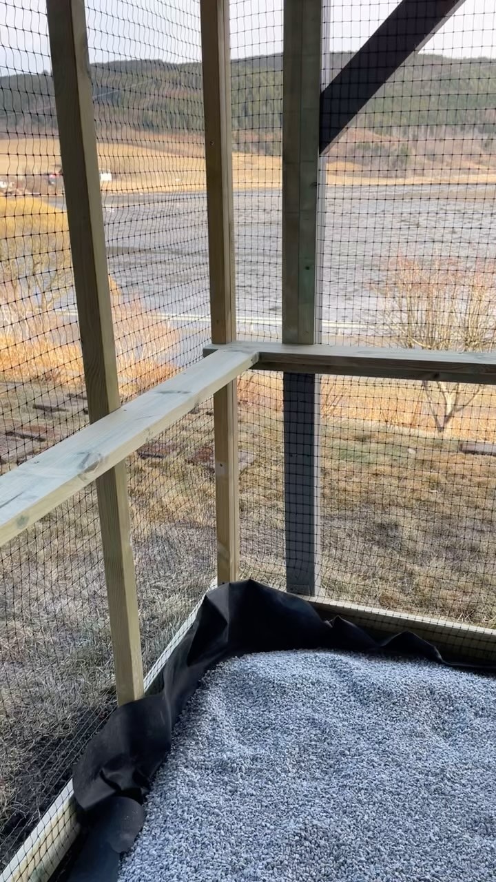 Our new catio 🥳😻🐈 #sacredbirman #birman #birmancat #fluffy #longhair #helligbirma #lilacpoint #sealpoint #colourpoint #colorpoint #whitecoat #blueeyes #blueeyedcat #birma #catsoninstagram #catsofinstagram #cats #cat #catsoftheworld #catsagram #catoftheday #kattensrollsroys