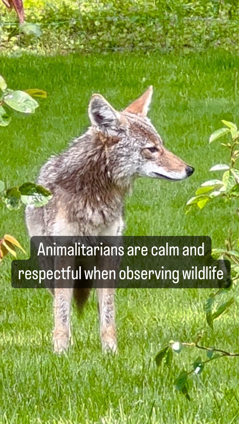 Animalitarians enjoy wildlife sightings. We are calm and respectful when observing them. If one gets too close for comfort - we may speak loudly, make noise with an object, or present ourselves larger. However, we do not throw rocks or things that may injure or anger them. This is assuming our life or another is not in immediate danger. We happily share this earth with wildlife, we are kind to all kind. To learn more about animalitarian click link in bio #animalitarian