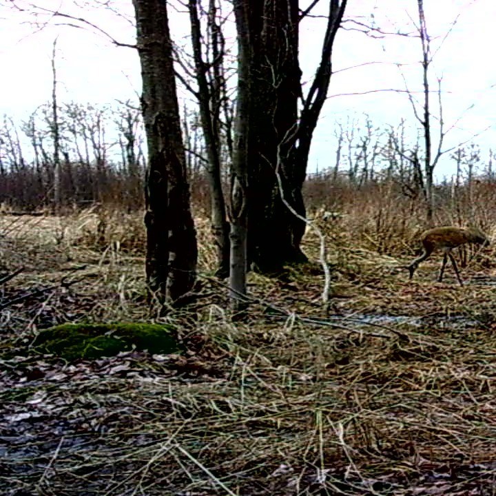 This week's #farm #photos included #ajijaak (sandhill #crane, #Grus), #aandegwag (#crows, including some courtship behavior!), #waagosh (#redfox, #Vulpes, you know they have a special place in my heart!), miinwaa #esibaan (#raccoon, #procyonlotor). At #threedogs, we're always talking about being mindful about the way we #grow and trying to be very intentional about not causing harm to the others that we share the farm with. Sometimes we're talking about #water, #soil #fungi and #microbes, the little winged ones that are more difficult to name, the #pollinators, and the people downstream (or down ditch, I suppose). But sometimes it's easier to see who we share the farm with. Sometimes it's a big ol' raccoon strolling through at 1 am. Sometimes it's a #sandhillcrane feeding near the edge of the #woods. <3
#farm #seedfarm #seedkeeping #michiganfarm #migratorybirds #upfarm #smallfarm #trailcam #wildlife