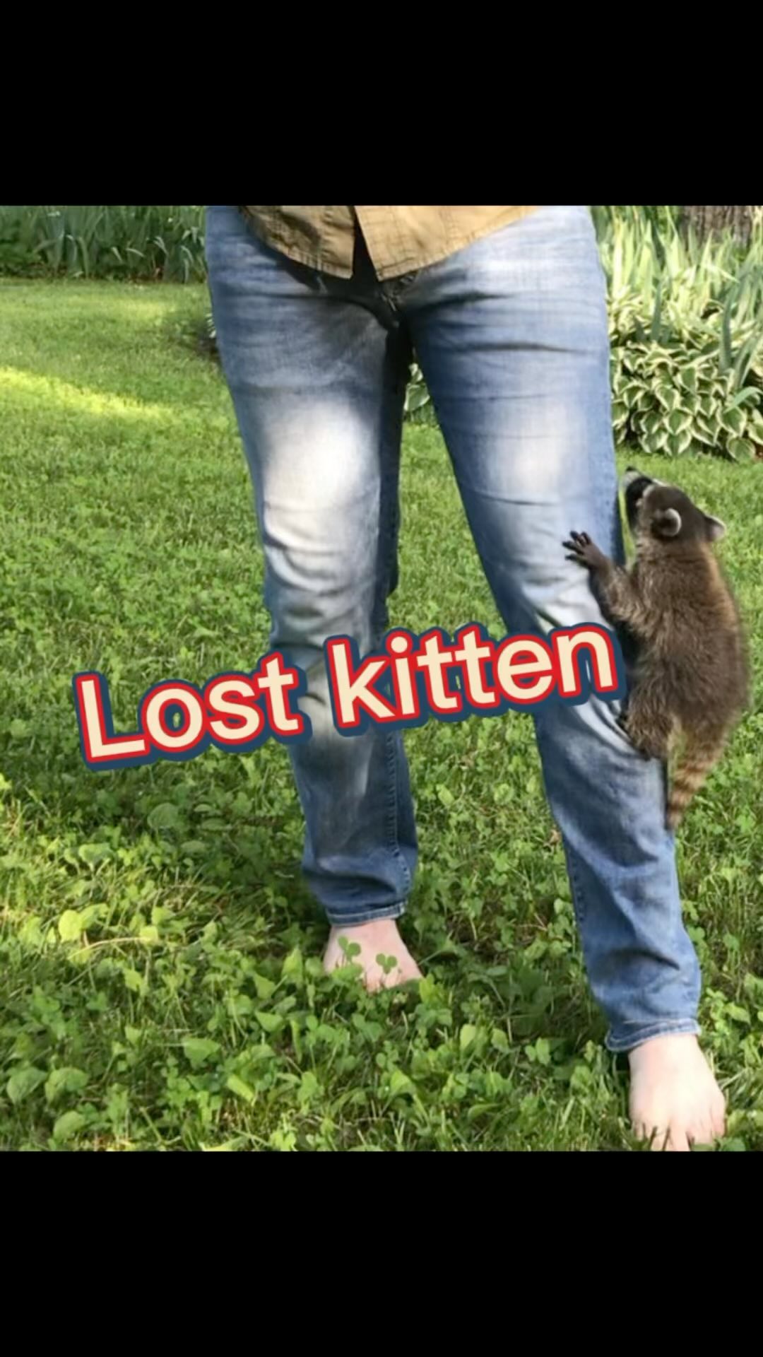 One less lost kitten in the world 🐱❤️ #fun #funny #laugh #outdoors #nature #naturelovers #wildanimals #wild #homeschool #animalsofinstagram #wildfernmedia #kittens #cats #catsoftiktok #racoon #trashpanda #animalrescue #animal #animals