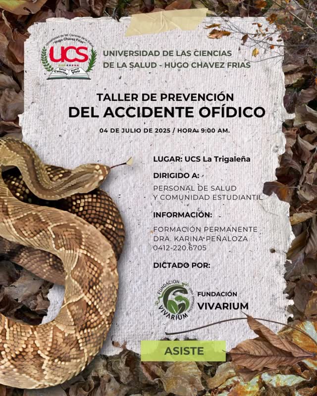El día 04 de Julio de 2025 desde las 9:00 am hasta las 12:00m, se llevará acabo el Taller de Prevención de Accidentes Ofidicos en las Instalaciones de la Universidad de las Ciencias de la Salud “Hugo Chávez” en su sede de las Chimeneas en Valencia Edo. Carabobo. Será dirigido a personas médico y comunidad estudiantil. #fundacionvivarium #preservandovidas #serpientes #venezuela #educacion