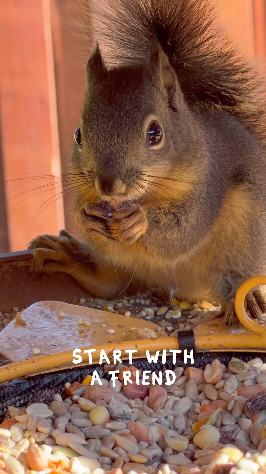 🌰🥜worthy?
Provide “no waste” food for your backyard animal friends. Even though it is a little more costly, it will save you money in the end because most birds and squirrels will pass up the low-quality filler seeds that are in most commercial seed mixes. Moreover, “no waste” means no waste so it won’t leave an unwanted mess in your yard.
Offering nuts in the shell for your squirrel and chipmunk friends is fine too. As long as you don’t mind the shells scattered about your yard.
Have you ever opened a watermelon that wasn’t up to your standards? Don’t throw it away, slice it in half and leave it to the birds and wildlife. A healthy treat on a hot day.
Also, wild bunnies love those weeds so many of you like to pull, for example: dandelions, clover, and fallen apples.
If you want healthy backyard friends - offer good quality nutritious food, always provide clean water, and don’t forget weeds are food too.
#animalitarian