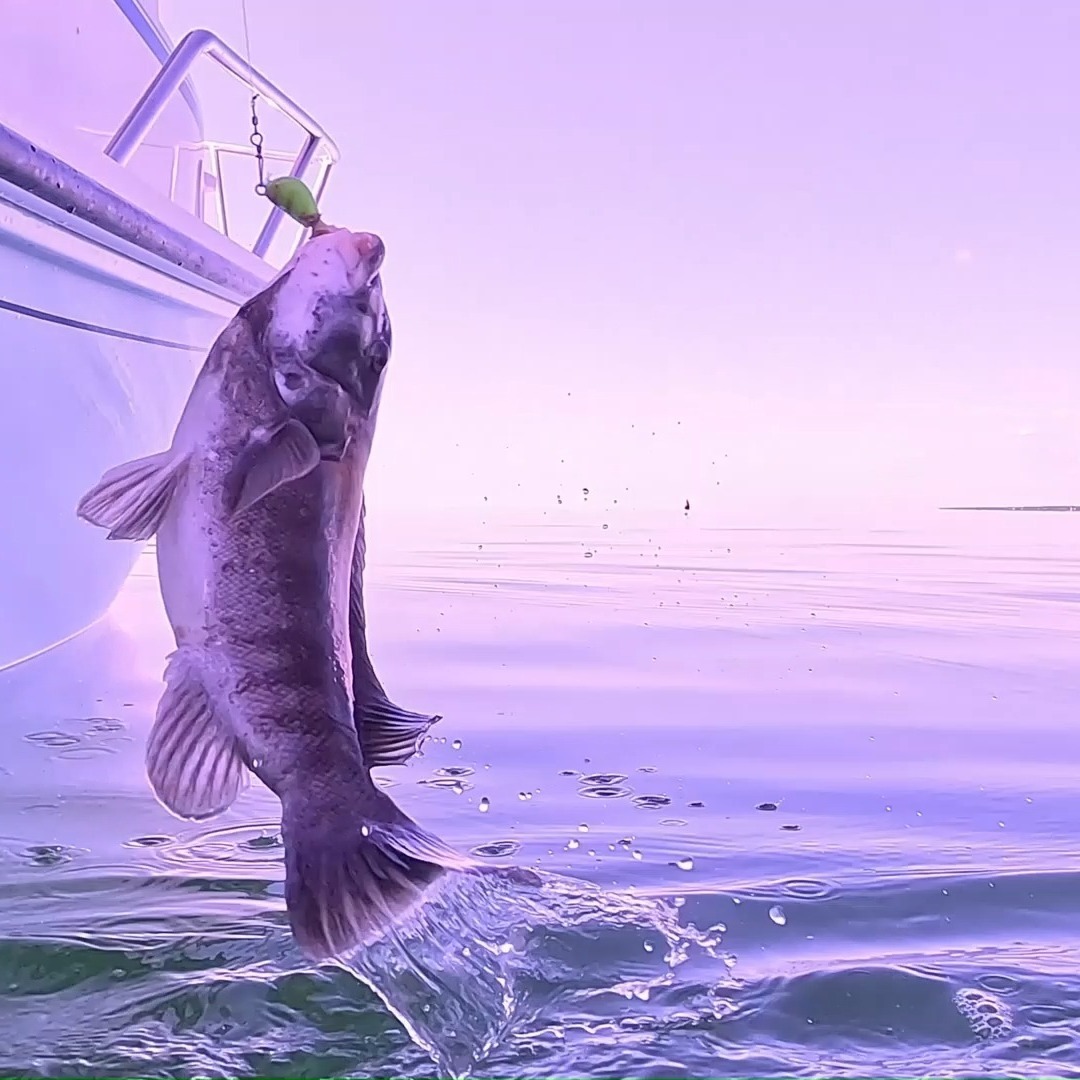 The Tautog arrived in strong numbers this weekend. My brother and I had good success as did some members of MFCC on some of the group trips assembled by @myfishingcapecod with Flatliner Charters and Cape Star Charters. Here's some clips from our action with fish between 18-23" on both Rigs and Jigs. #myfishingcapecod #capecodfishing #monomoytackle #tautogfishing