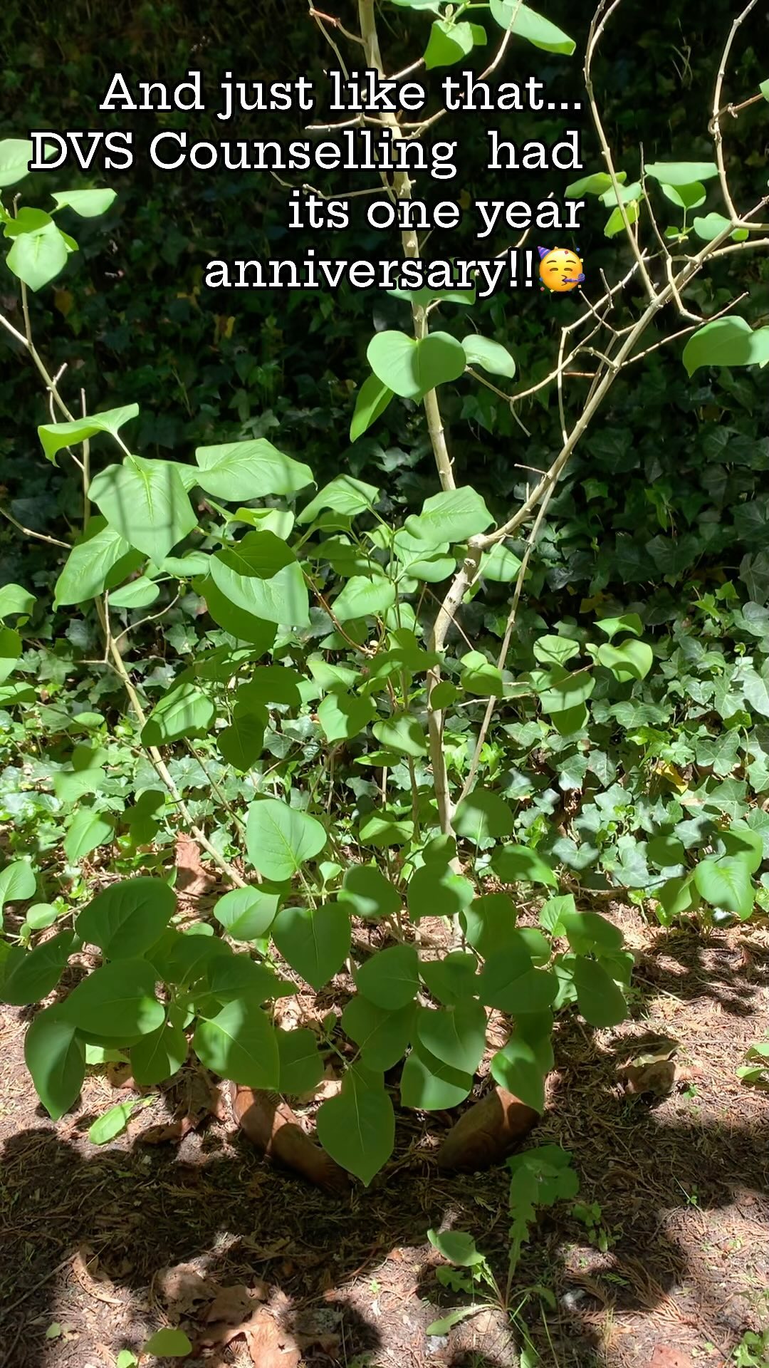DVS Counselling is 1 year old!!🤩
.
.
#counselling #canadiancounsellor #registeredclinicalcounsellor #victoriabc #pnwcounsellor #counsellingpractice #individualcounselling #bcacc #ccpa #RCC #counsellor #colwoodcounsellor #colwood #backtobackchiro #westshorecounsellor #therapist #westshorechamberofcommerce