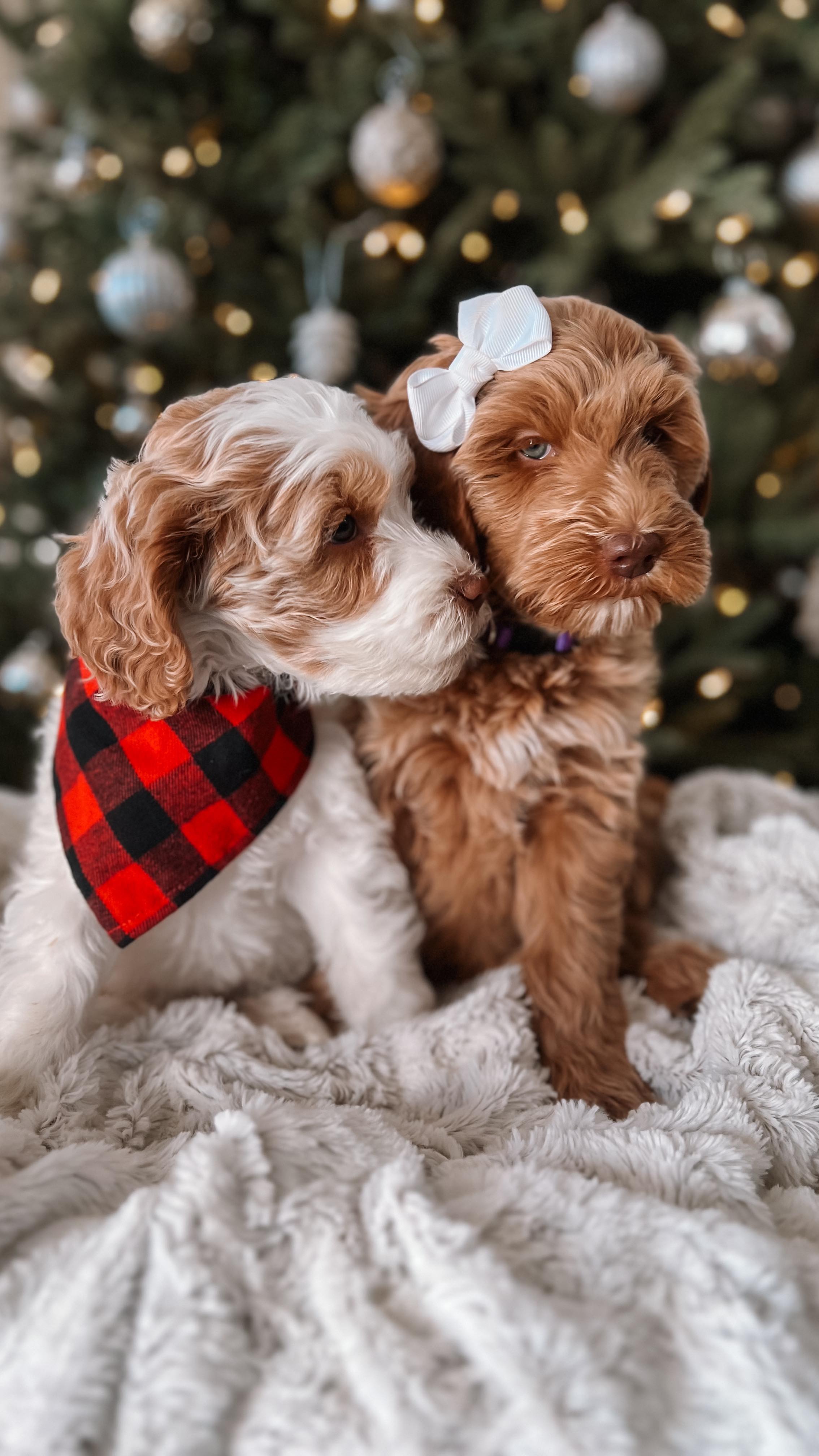 Sibling love at it’s finest 🐶
Little Bear a.k.a. Draco and Cali a.k.a. Bellatrix were not in the mood to have their Christmas photos taken.
#minigoldendoodle #goldendoodlepuppies #christmaspuppies #puppies #puppiesofinsta