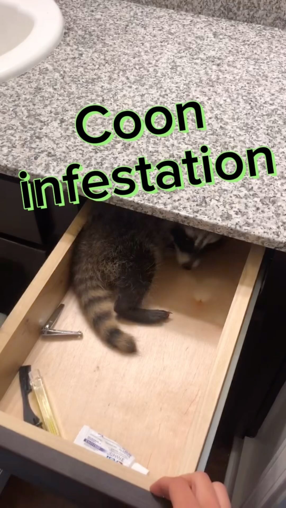 Visitors of the most mischevious kind 👽 😱 #animals #nature #wildlife #raccoon #fun #funny #positive #infestation #animalrescue #guardiansofthegalaxy #animalsofinstagram #raccoonsofinstagram