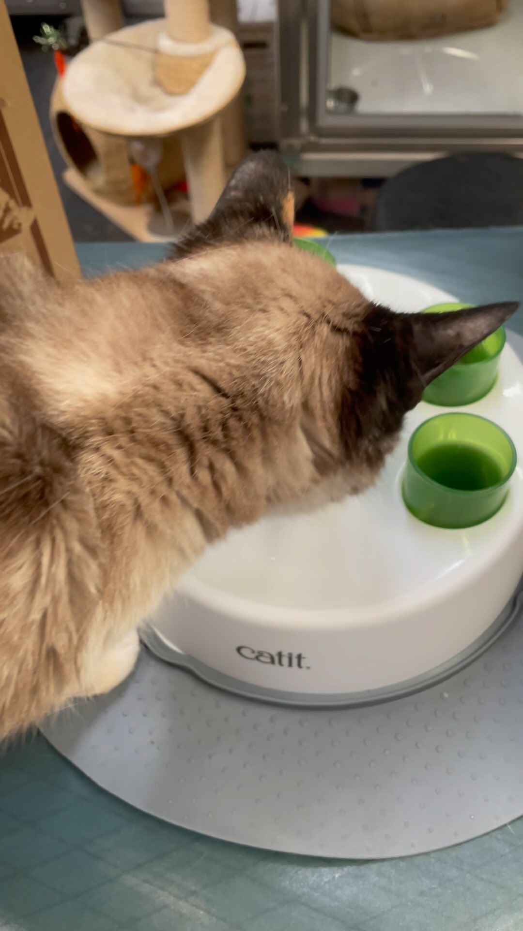 The hospital kitties got a surprise gift from one of their favorite followers!! Thank you so much Kimberly! They love it ❤️❤️