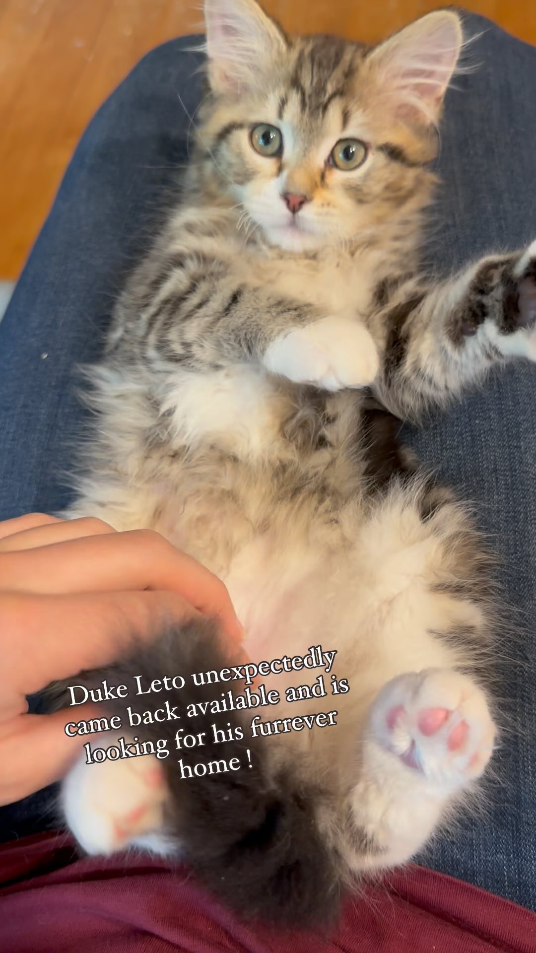 Duke Leto is one super sweet and handsome Siberian boy who is likely to have low allergen. He just turned 12 weeks old and is ready to go join one lucky family. Get in touch if you are interested 🔥❤️
#siberiancat
#siberiankitten
#hypoallergeniccat
#availablekitten