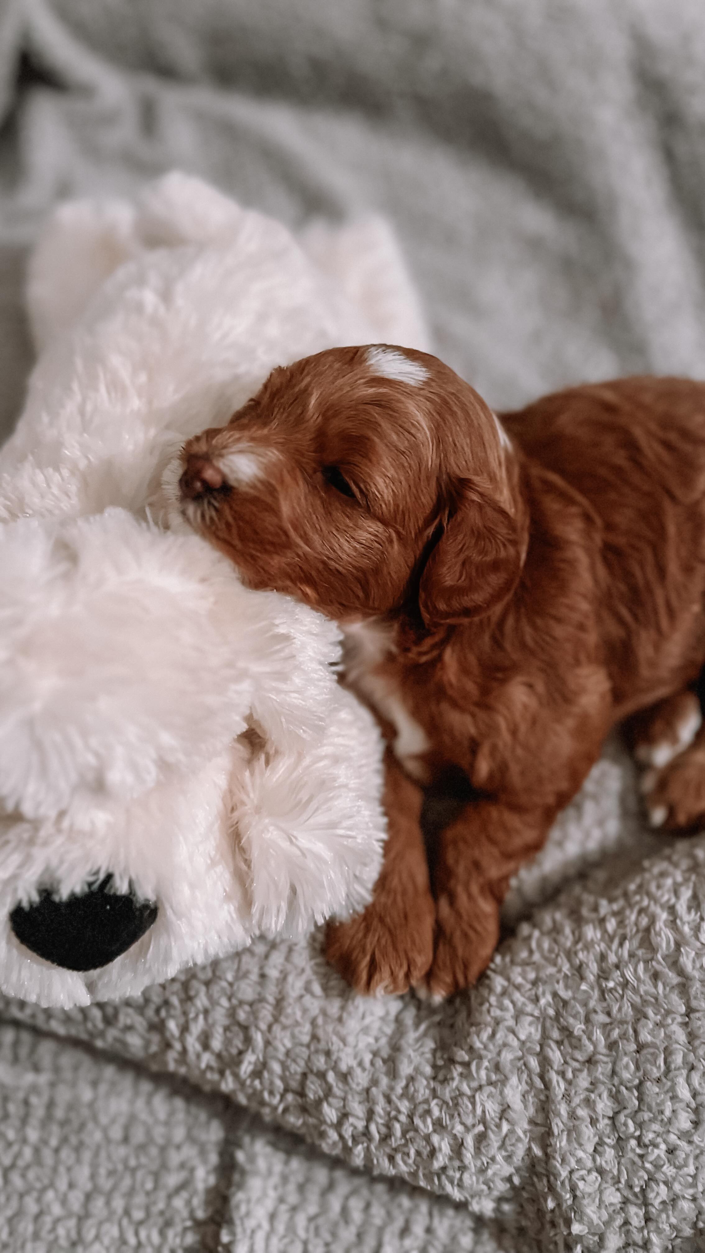 Toys are life 🧸
This little girl always has a burst of energy right before bedtime. She was running around and playing with mom until she decided to cuddle up with her toys in the basket and fall asleep 💤
.
.
.
#goldendoodle #microminigoldendoodle #teacupgoldendoodle #sleepingpuppy