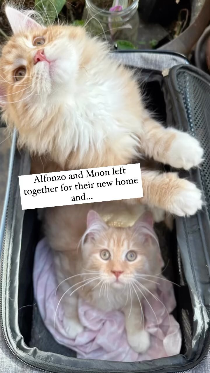 We still have a few kittens available before Christmas 🎅🎄🎁
#siberiancats
#siberiankittens
#hypoallergeniccats
#catgift
