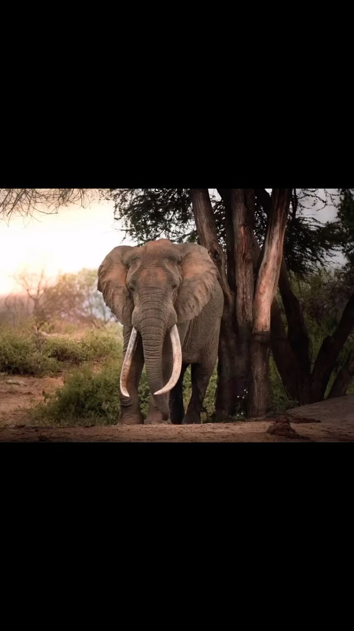 World Animal month
We are wrapping up the busy season with a few fun clips from various safaris..
Info@untouchedafrica.com
@jackbonham @mattsethsmith
#worldanimalmonth #luxurysafaricompany #africanadventure #untouchedafrica #privateguide #luxurysafari #bucketlist #canonphotography #privatelyguidedsafari