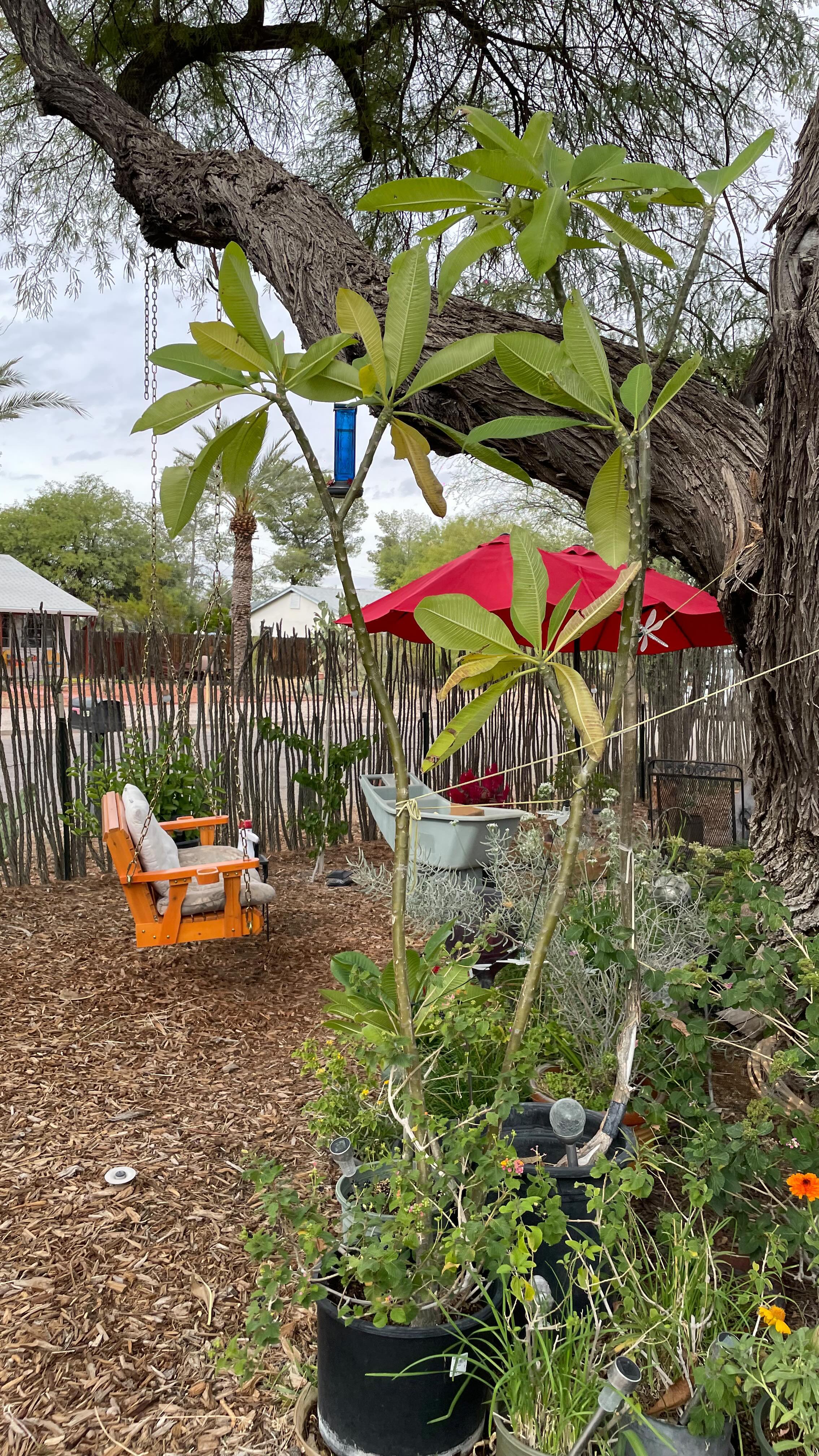 Garden enclosed by an ocotillo fence🌺🦋🪴🌼🎋🐝🌳🐞🌵🐈⬛🌷🐛🪻