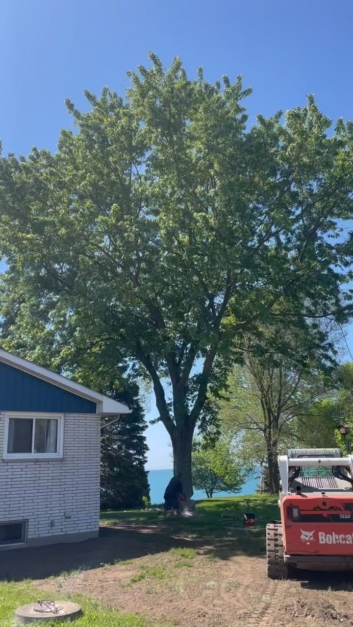 Tree had to go, it’s roots got into the septic line!